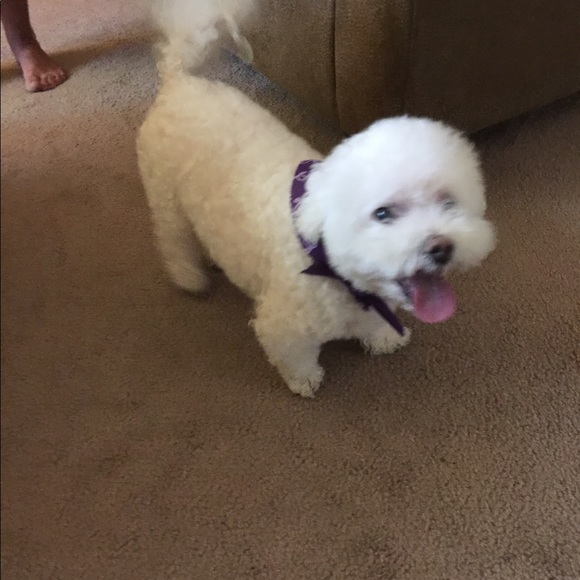 Meet your Posher, Lara - Picture 3 of 3